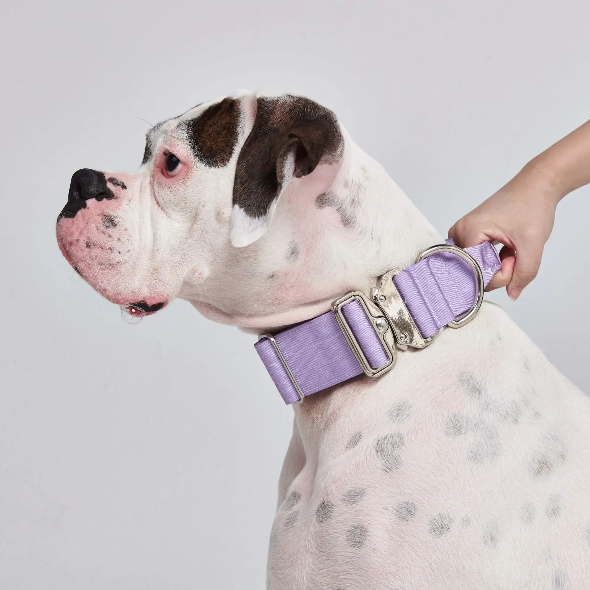 Comfort Control Dog Collar Sets